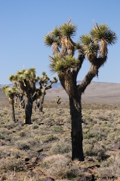 Joshua Trees2010d12c039.jpg